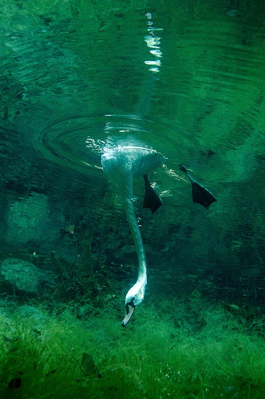 Лебідь пасеться.  Підводна фотографія Віктора Лягушкіно
