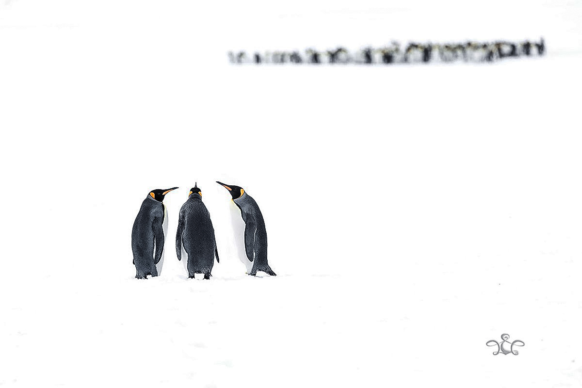 Пингвины архипелага Южная Джорджия и Фолклендские острова • фотограф Евгений Шаповалов